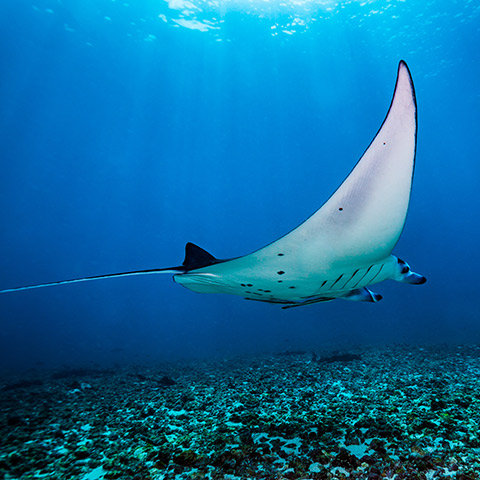 Manta Ray in Makassar Reef Komodo Manta Point