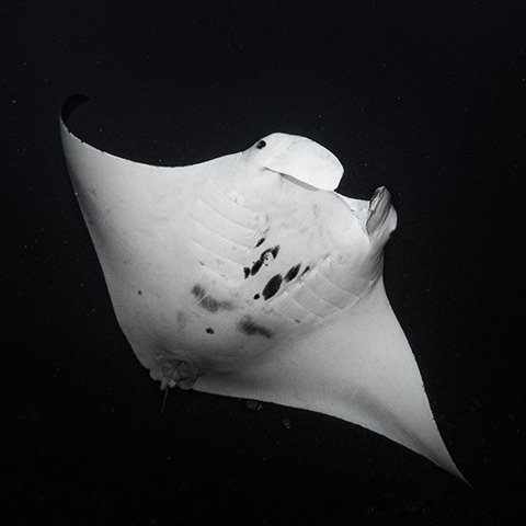 Manta Ray in Manta Alley