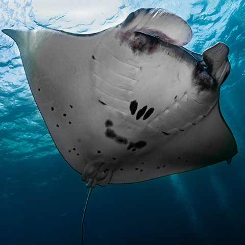 Manta Ray ray in Bali Manta Point