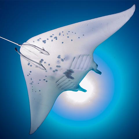 Manta Ray Season Komodo