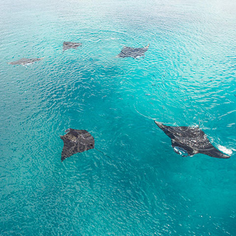 Snorkeling with Manta in Komodo
