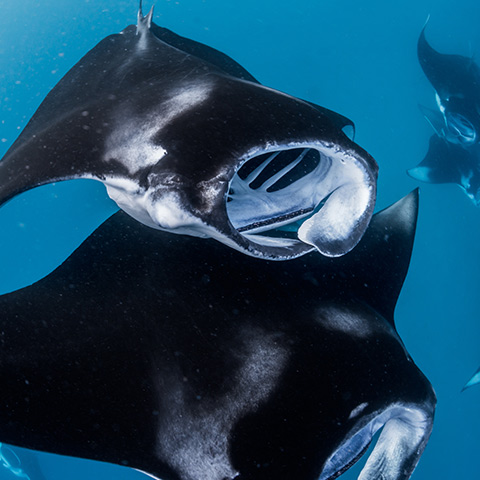 Encounter Manta Rays in Bali and Komodo