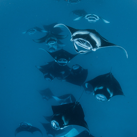 Manta Rays in Taka Makassar