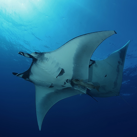 Manta Ridge Cleaning Station