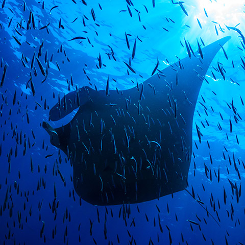 Manta Sandy Cleaning Station