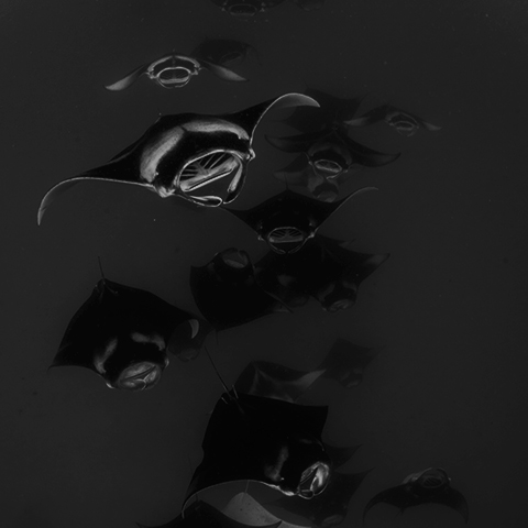 Manta Sandy Raja Ampat Dive Site