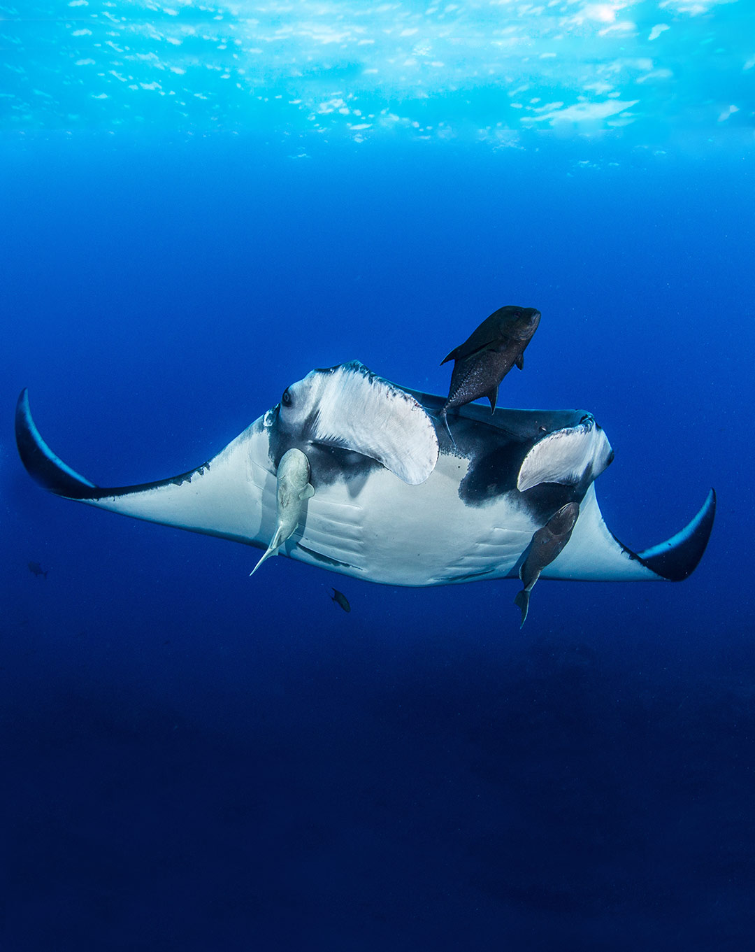 Manta Sandy Raja Ampat