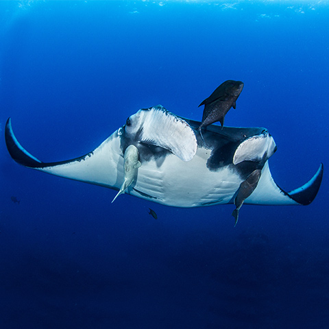 Manta Sandy