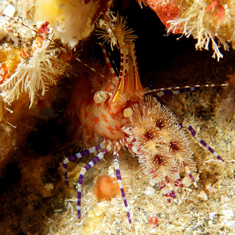 Marble Shrimp Complex