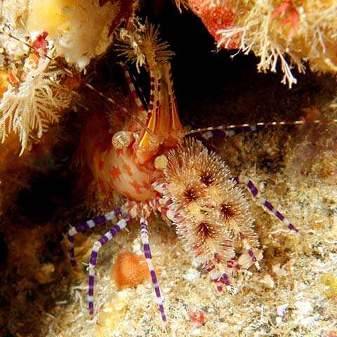 Marble-Shrimp-Complex