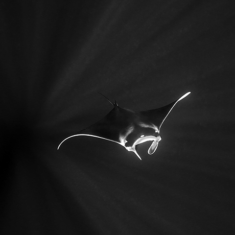 Mobula Alfredi Reef Manta Tatawa Besar