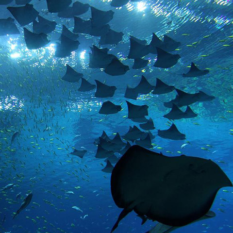 Mobula Rays Squadron
