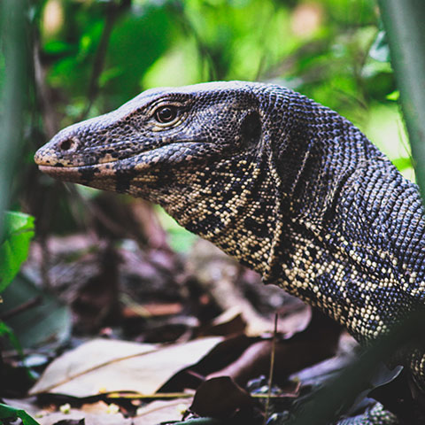 Monitor Lizard Raja Ampat