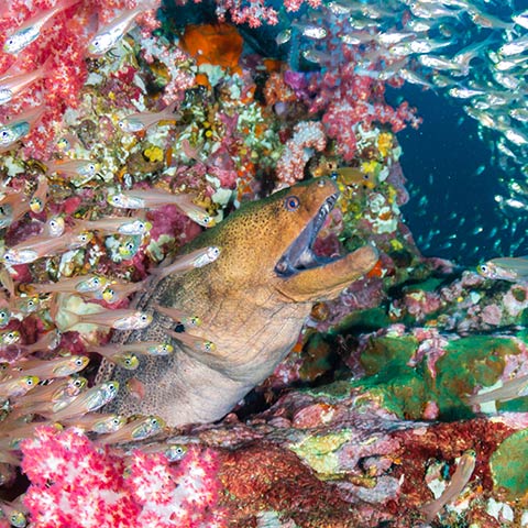 Moray Eel in a small cave