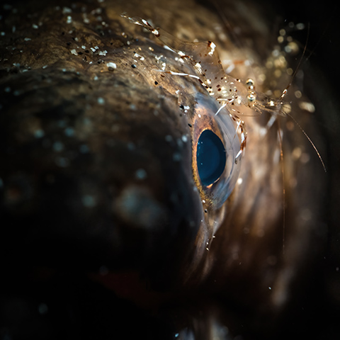 Moray Eel at the Cleaning Station