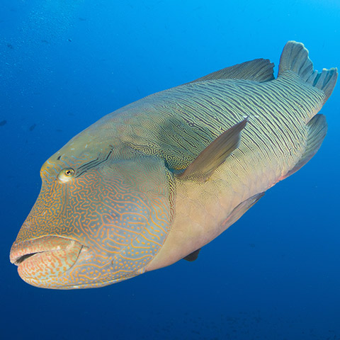 Napoleon Wrasse in Batu Bolong Dive Site Komodo