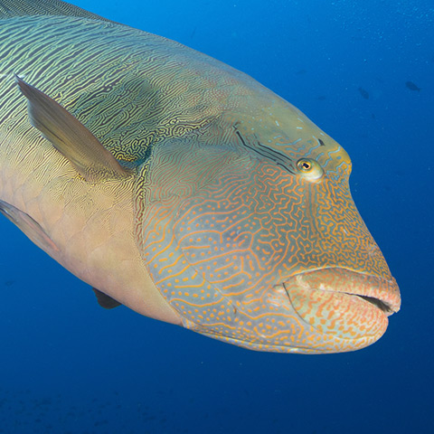 Napoleon Wrasse Close-up