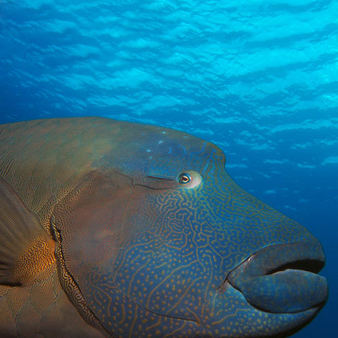 Humphead Wrasse - Napoleon Wrasse