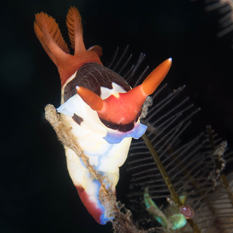 Nudibranch Close-up