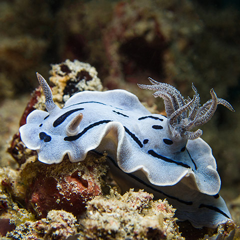 Nudibranch Komodo Chromodoris