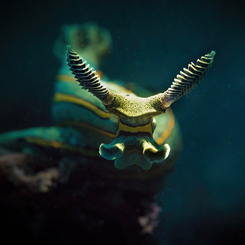 Nudibranch Portrait
