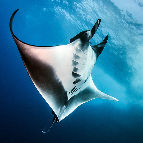 Oceanic Manta Ray Raja Ampat