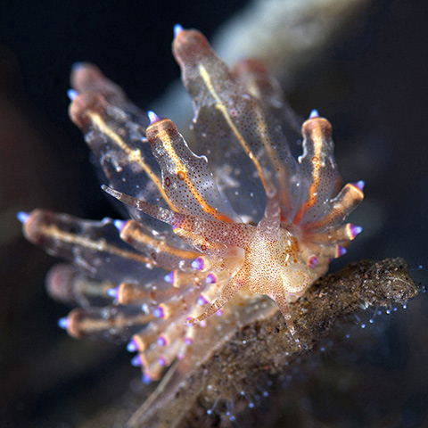 Ocellated Eubranchus