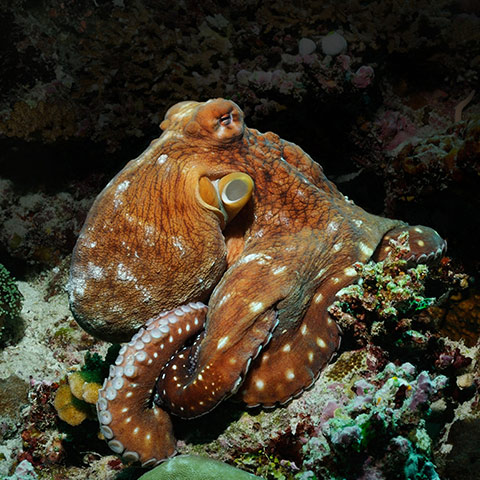 Octopus on Fam Islands Reef