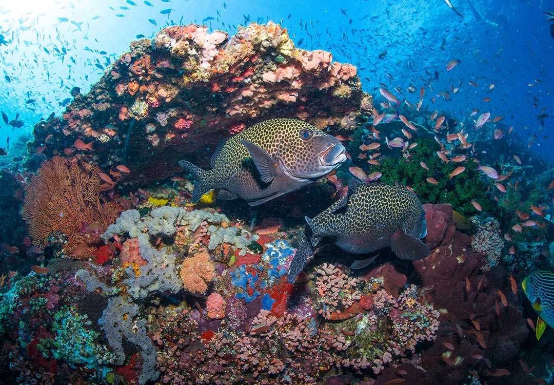 Incredible Snorkeling Spots in Amed