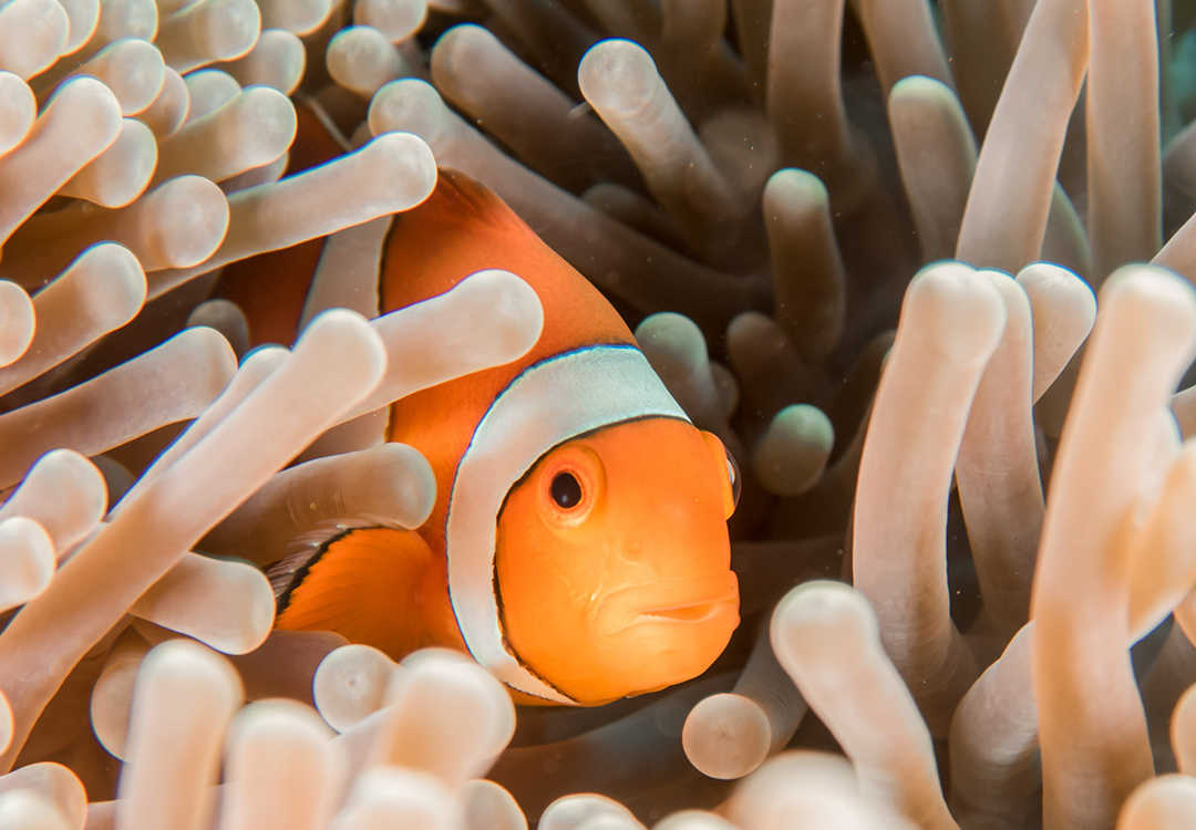 Snorkeling Clownfish in Tulamben