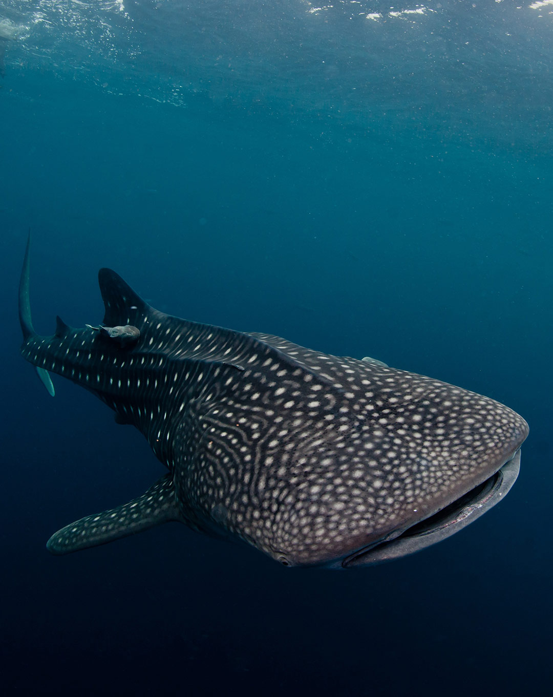 Pelagic Dives in Komodo