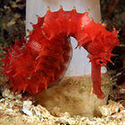 Seahorse in Pemuteran Bay