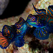 Mandarinfish during the Sunset dive