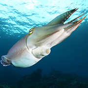 Cuttlefish in Pemuteran Bay