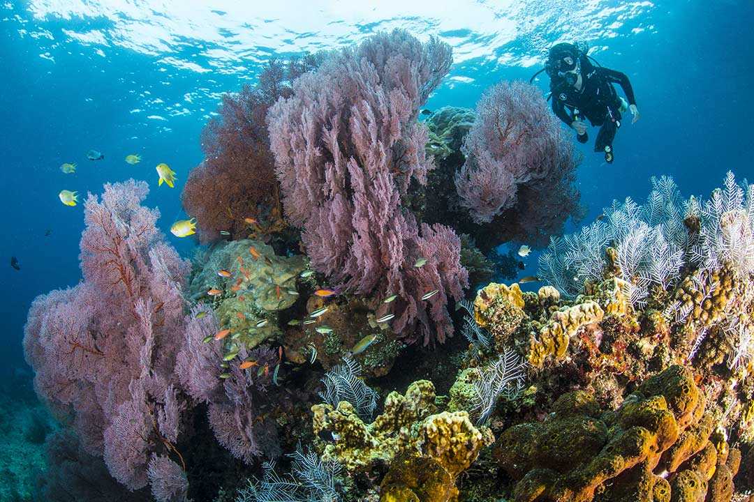 Do your Dive Master Course in Pemuteran & Menjangan