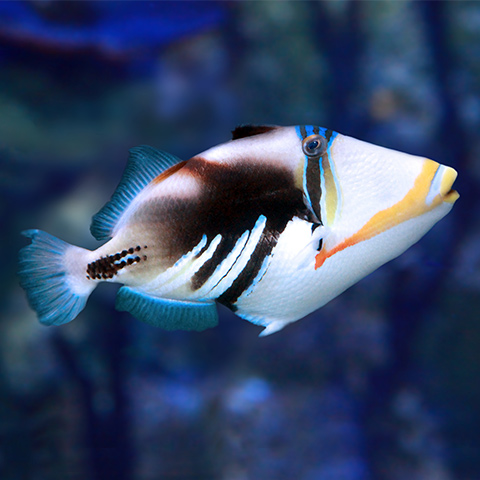 Picasso Triggerfish