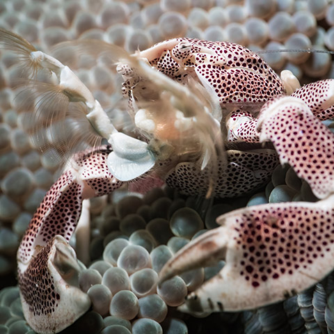 Porcelain Crab