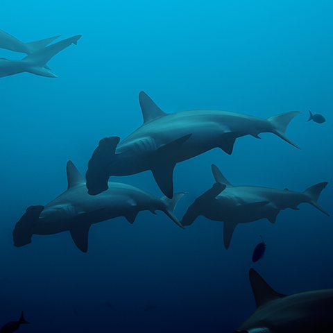 Protect Sharks