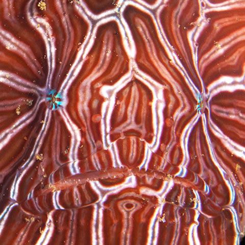 Psychedelic Frogfish