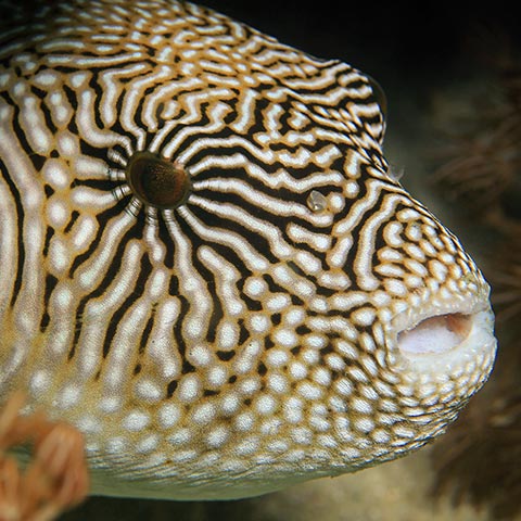 Pufferfish on Komodo Reef