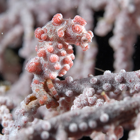 Pygmy Seahorse in Batu Bolong Komodo