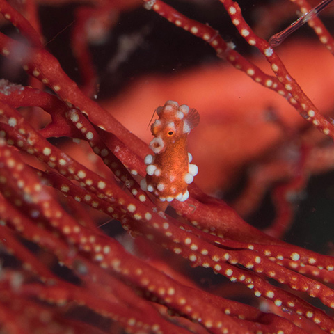 Pygmy Seahorse Misool