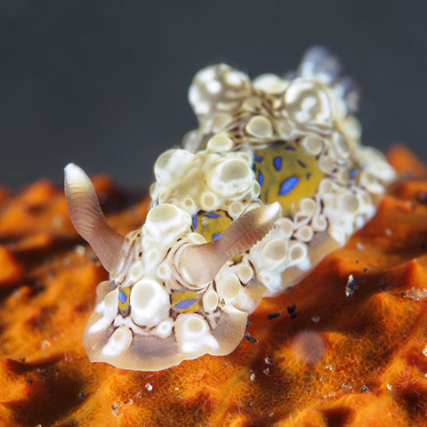 Raja Ampat a Paradise for Macro Photographer