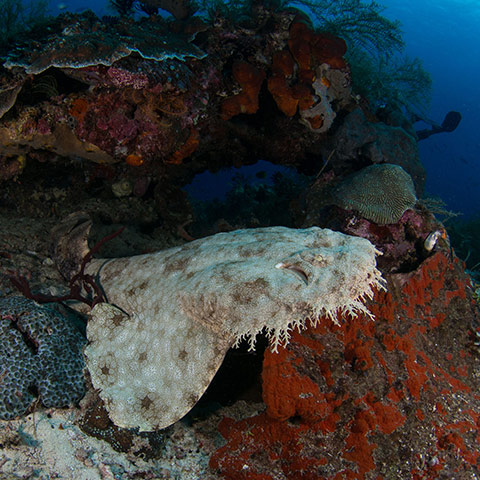 Raja Ampat Best Dive Sites
