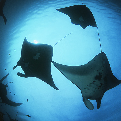 Raja Ampat Best Snorkeling Sites