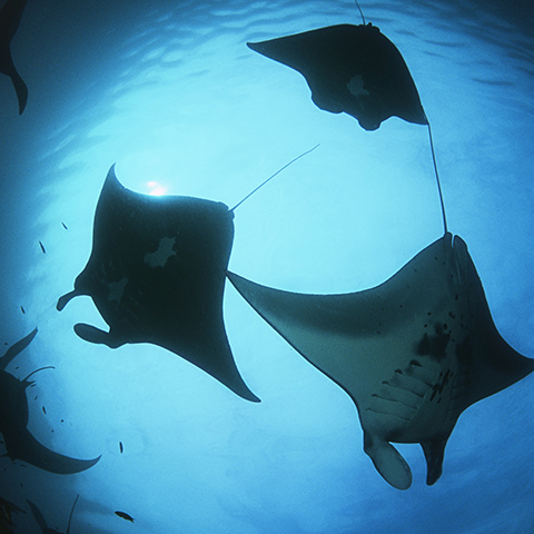 Raja Ampat Biodiversity