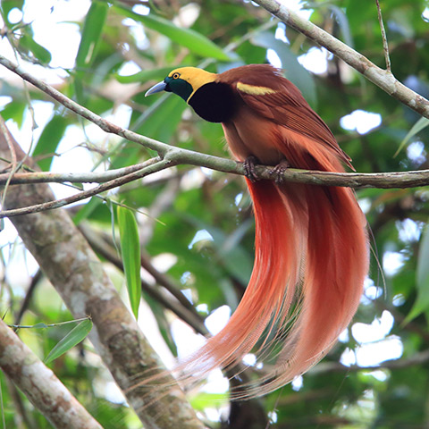 Raja Ampat Bird of Paradise