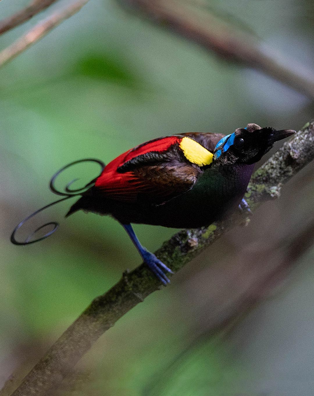 Birds of Paradise