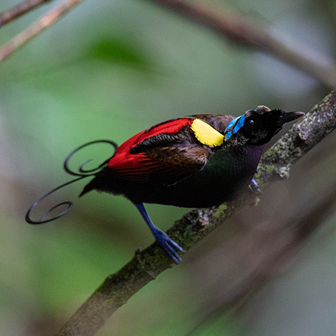 Raja Ampat Birds of Paradise