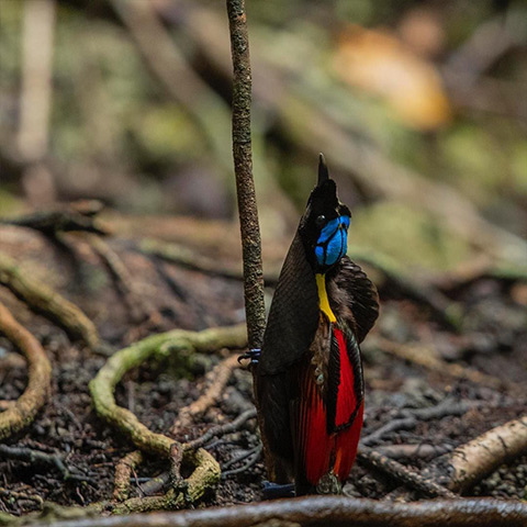 Raja Ampat Diphyllodes Bird of Paradise